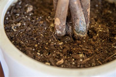 Potting Soil Indoor Plants